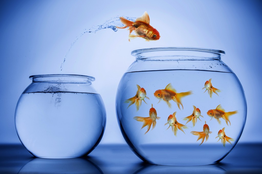 Gold Fish jumping from one fish bowl to another